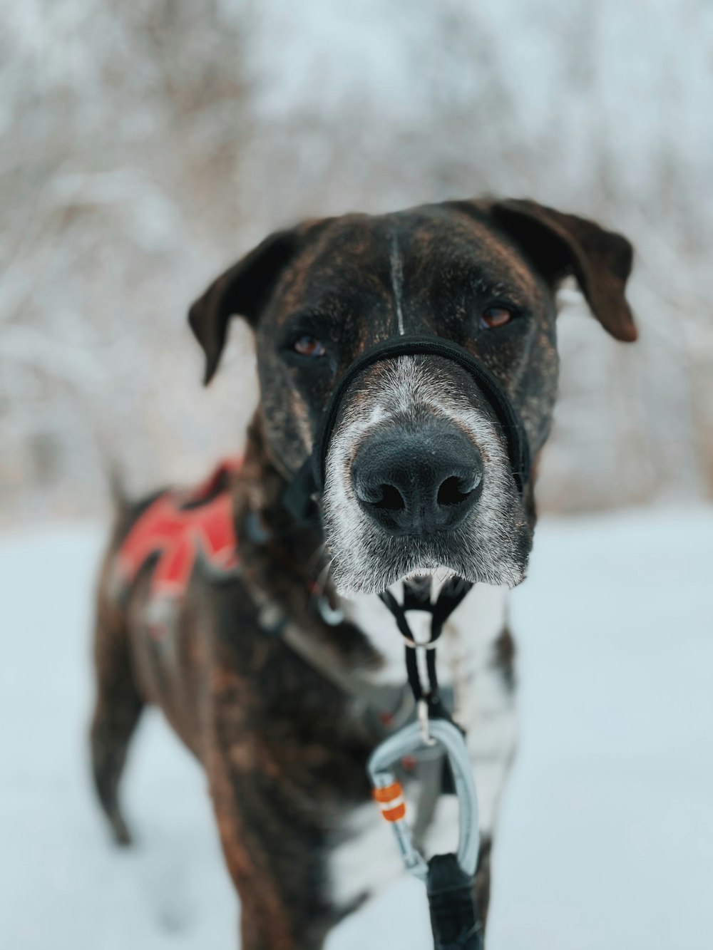 black and white short coated dog with red leash on snow covered ground during daytime