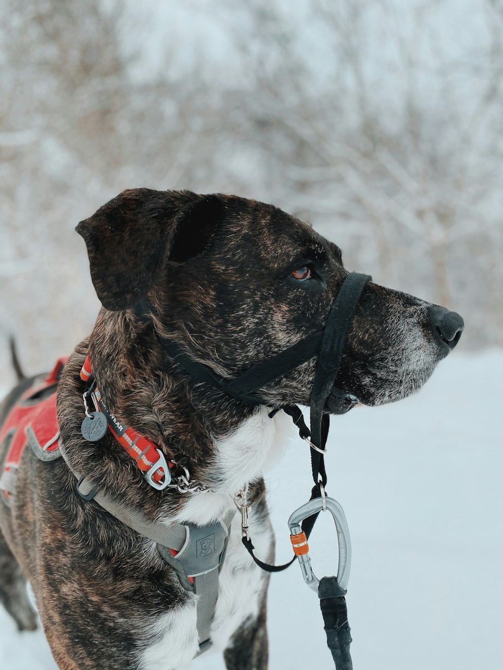 brown and white short coated dog with red leash