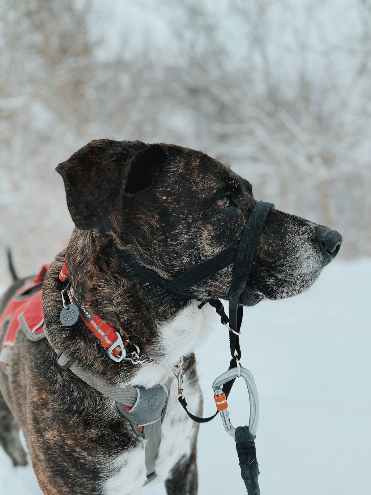 Dog wearing a harness being walked by owner