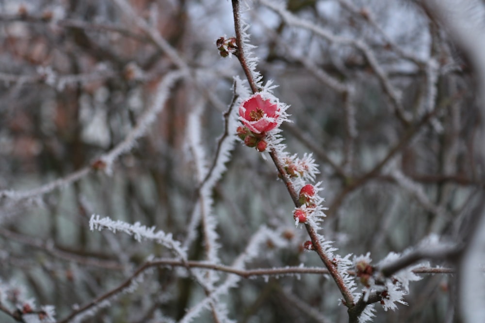 red flower on tree branch