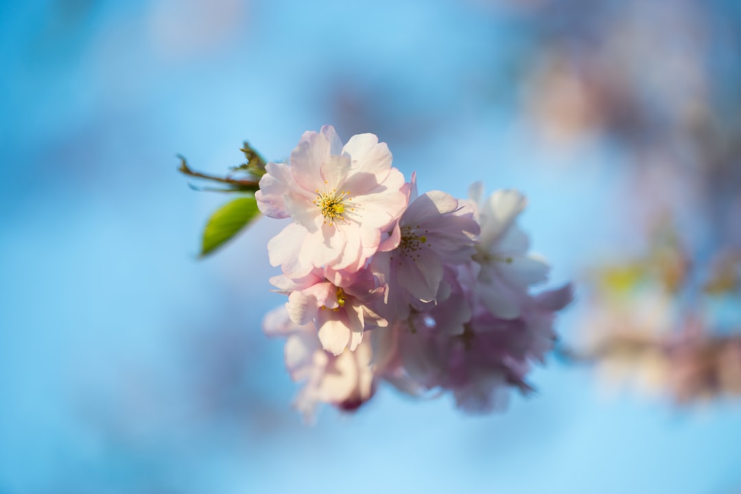 pink and white flower in tilt shift lens