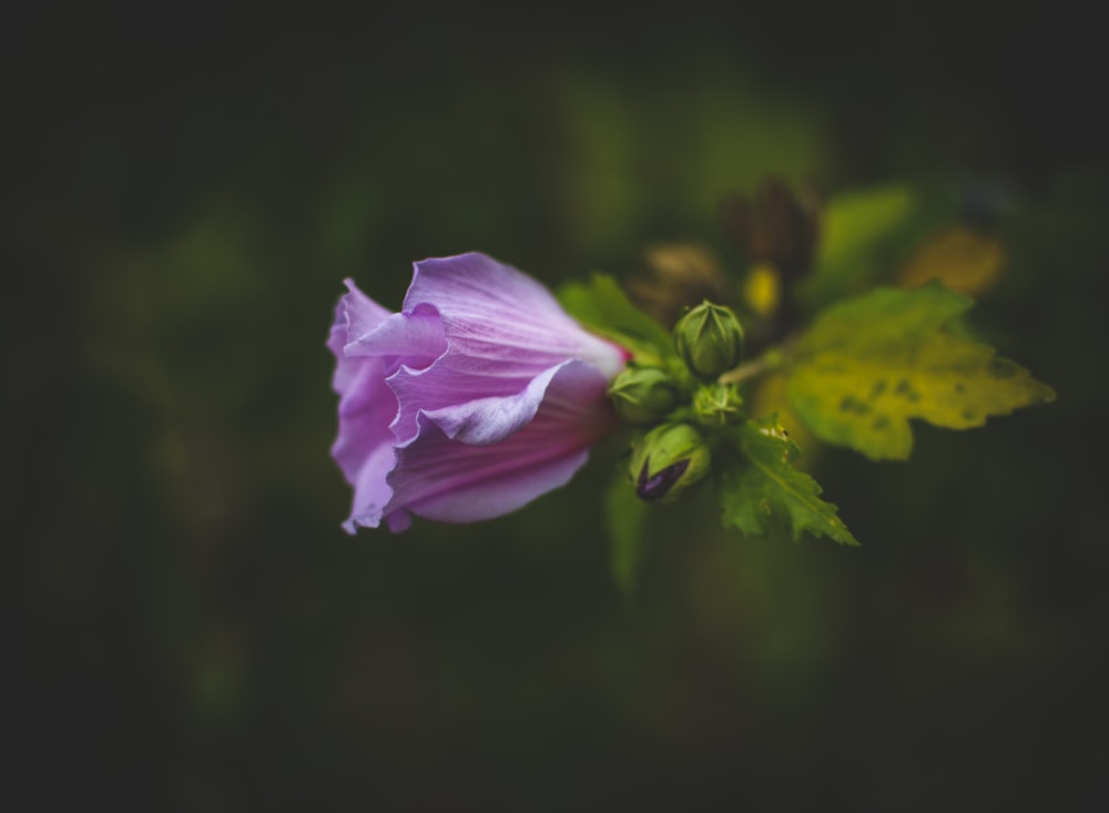 purple flower in tilt shift lens