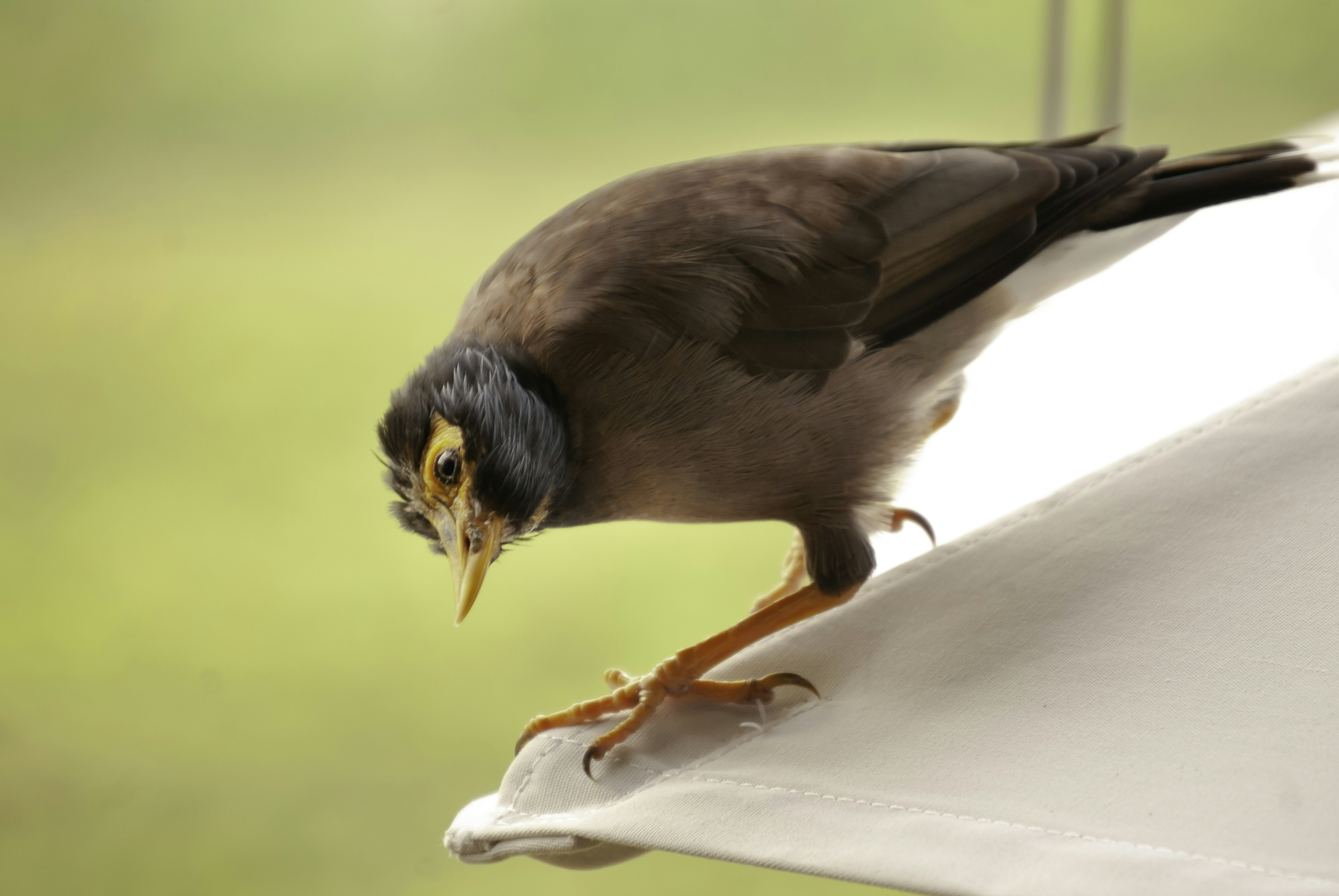 Photo by thom_oxford