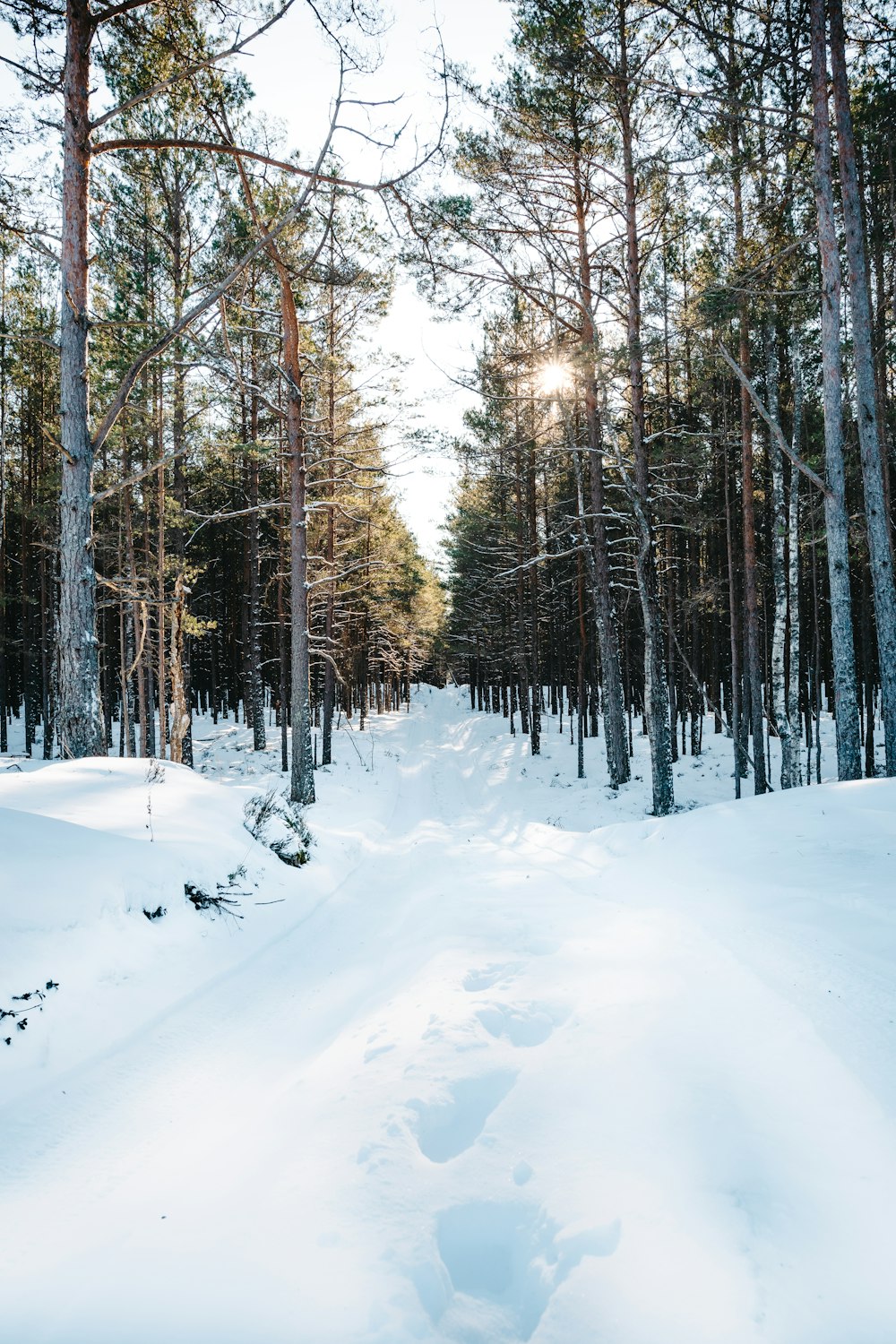 campo coperto di neve con alberi durante il giorno