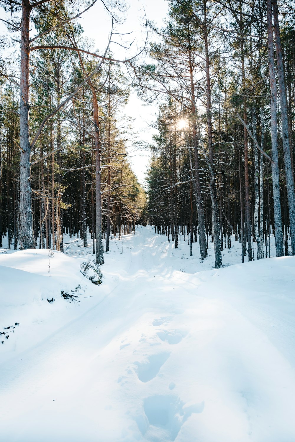 snow covered field with trees during daytime