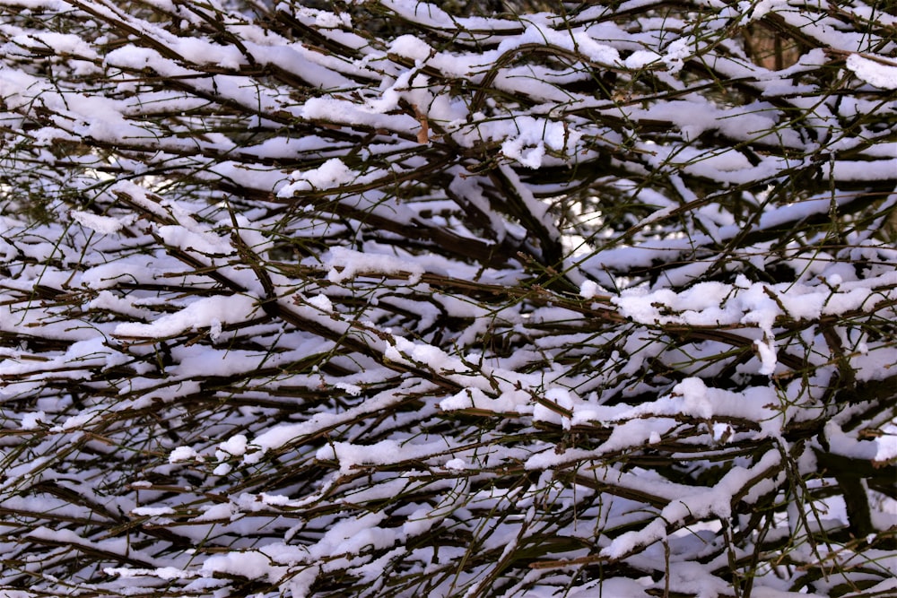 white and black tree branches