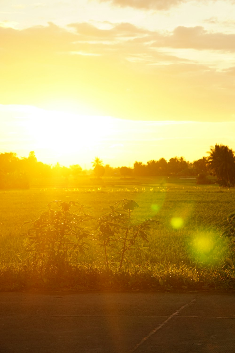 green grass field during sunset