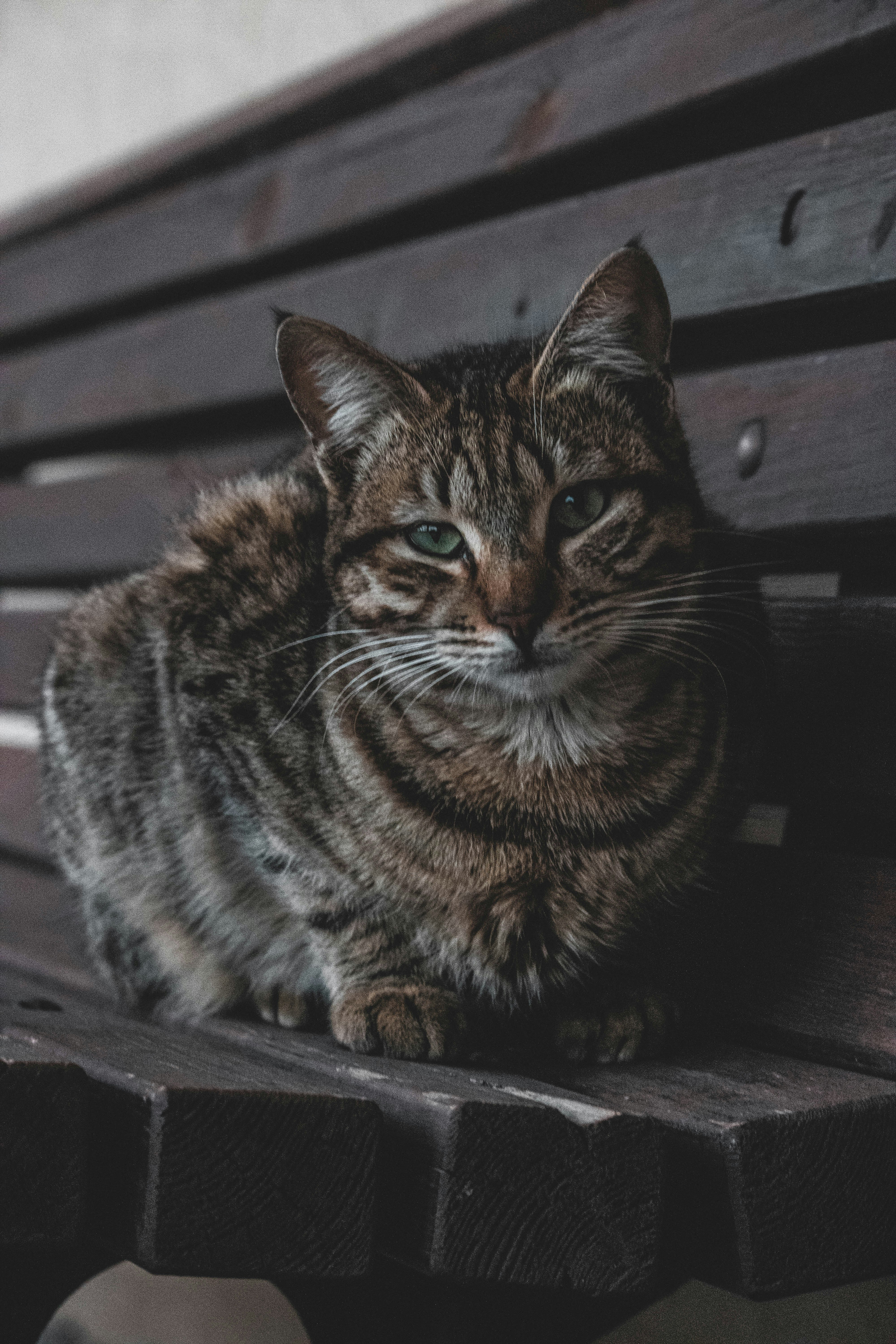 brown tabby cat on brown wooden table