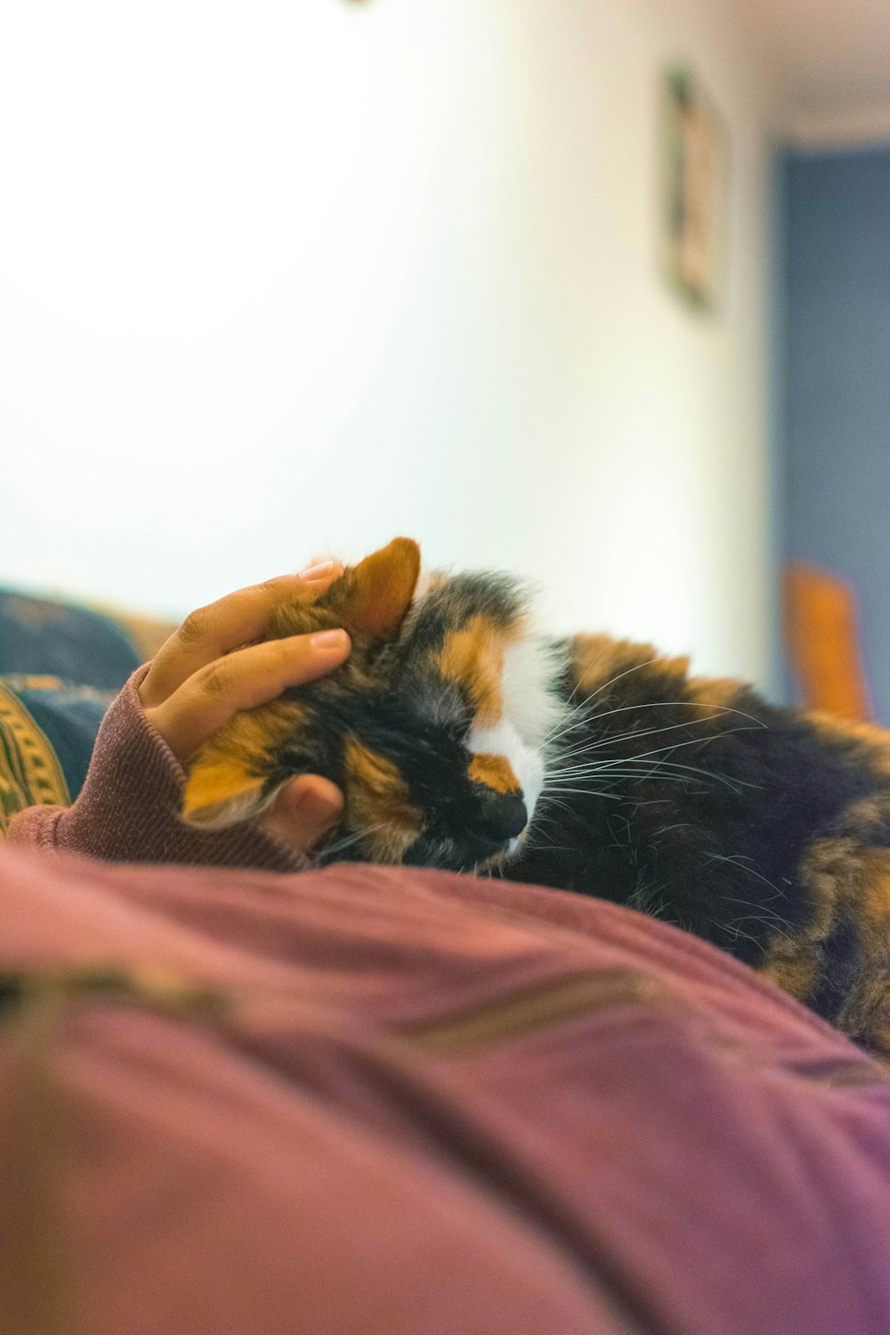 person holding calico cat on pink textile