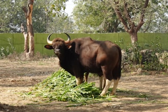 A large bull with prominent curved horns stands amidst a pile of green fodder, surrounded by an enclosure with trees and plants. The background includes a green wall and several trees, indicating a natural or zoo setting.