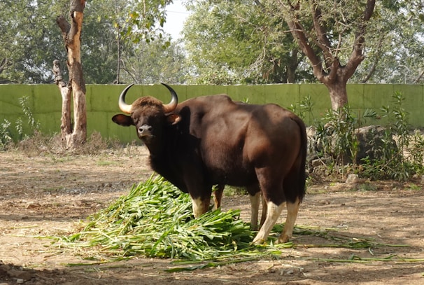 A large bull with prominent curved horns stands amidst a pile of green fodder, surrounded by an enclosure with trees and plants. The background includes a green wall and several trees, indicating a natural or zoo setting.