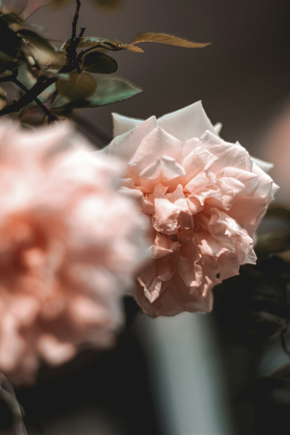 pink flower in tilt shift lens