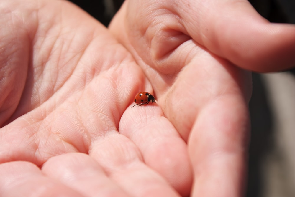 red and black ladybug on human palm