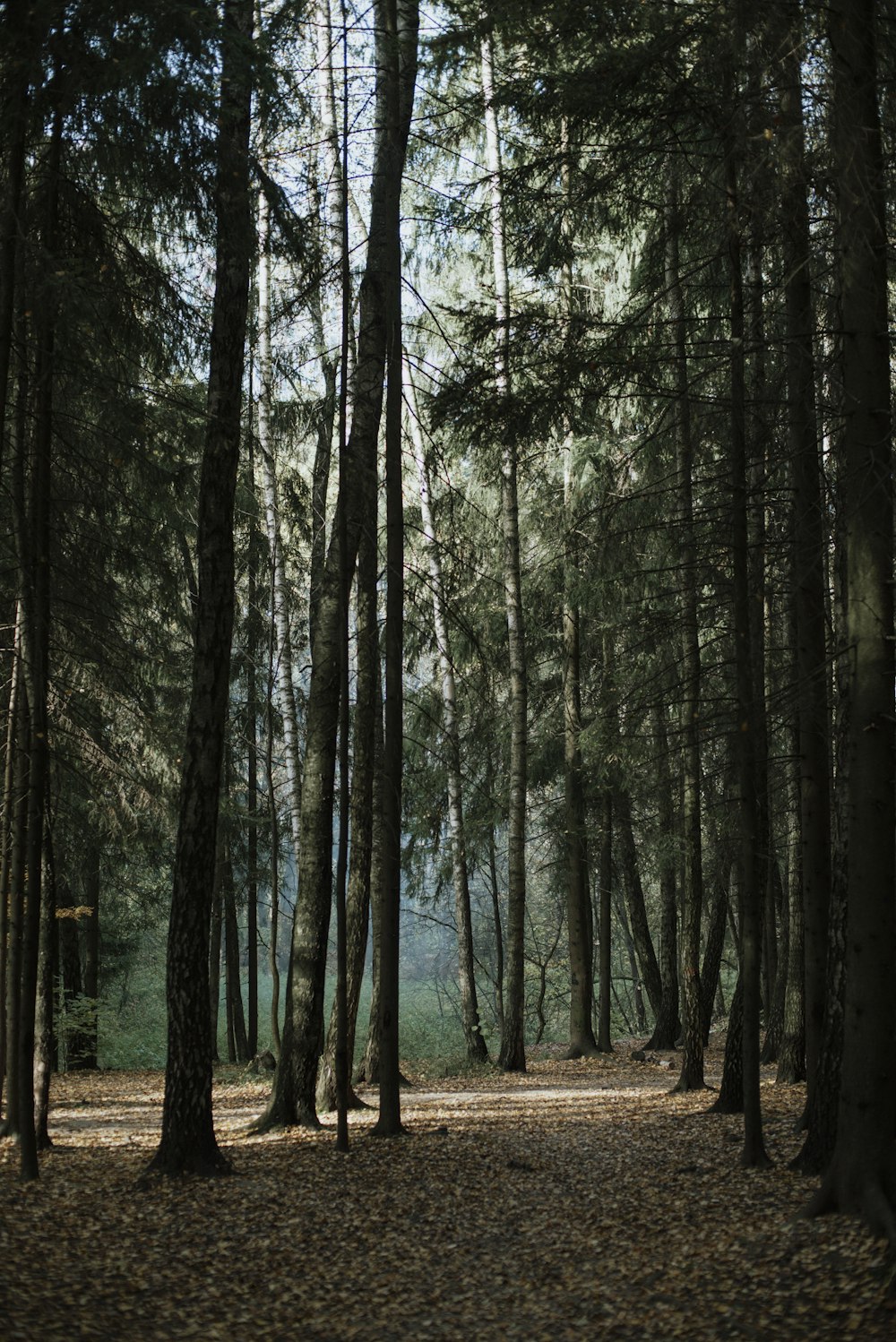 green trees on brown field during daytime