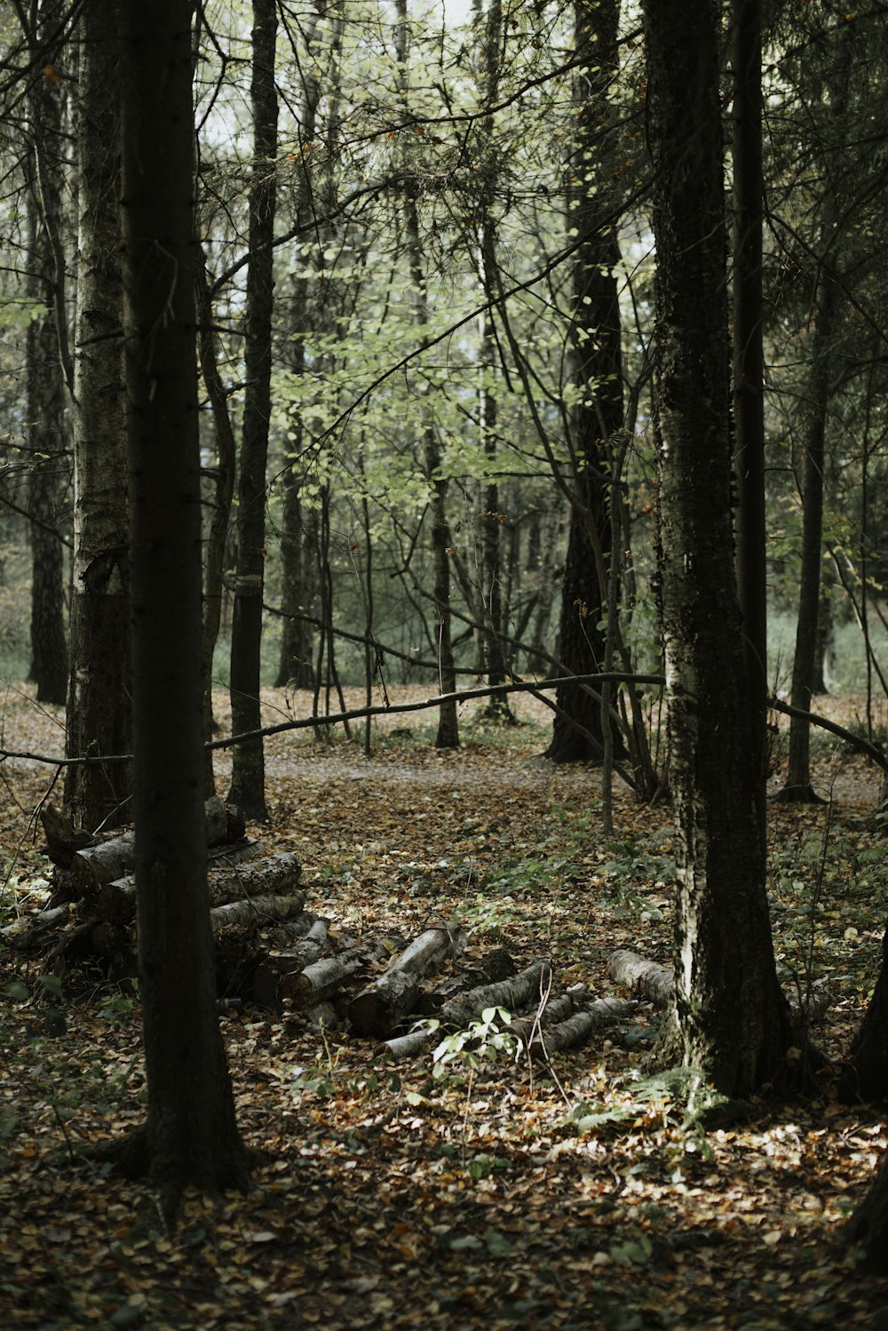 brown trees on forest during daytime