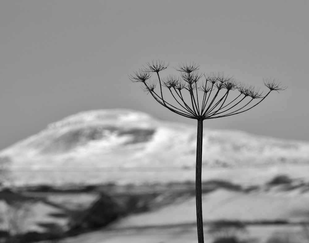 black plant in grayscale photography
