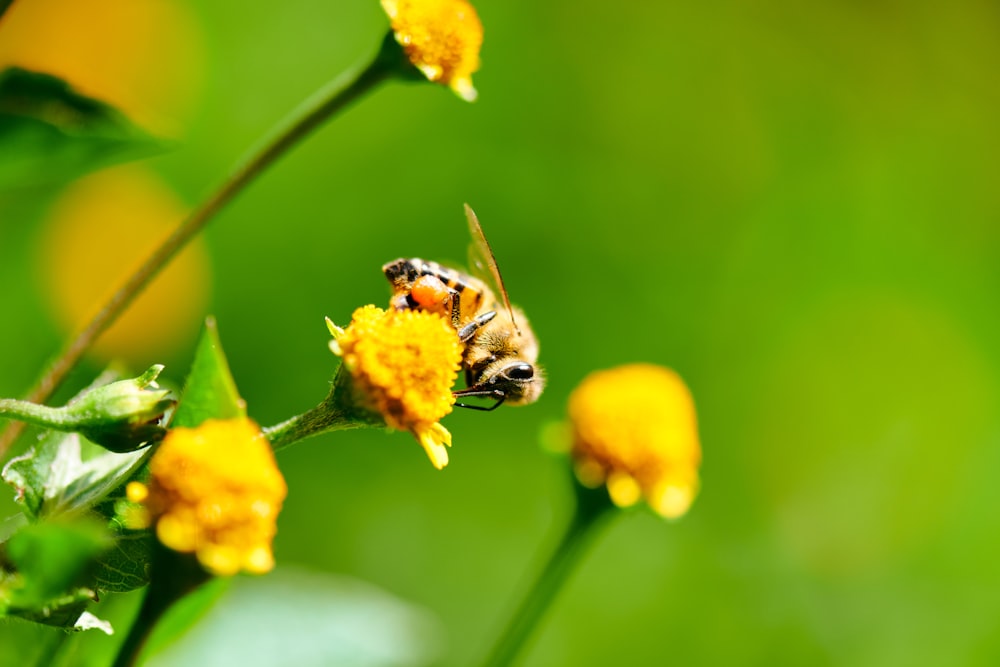 yellow and black bee on yellow flower