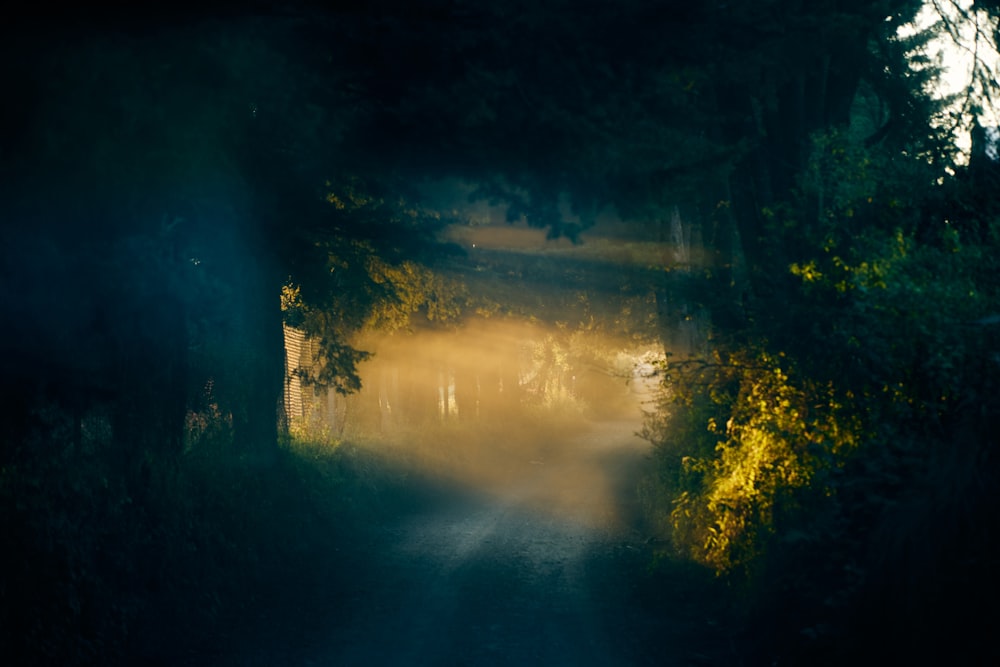 green trees beside body of water during night time