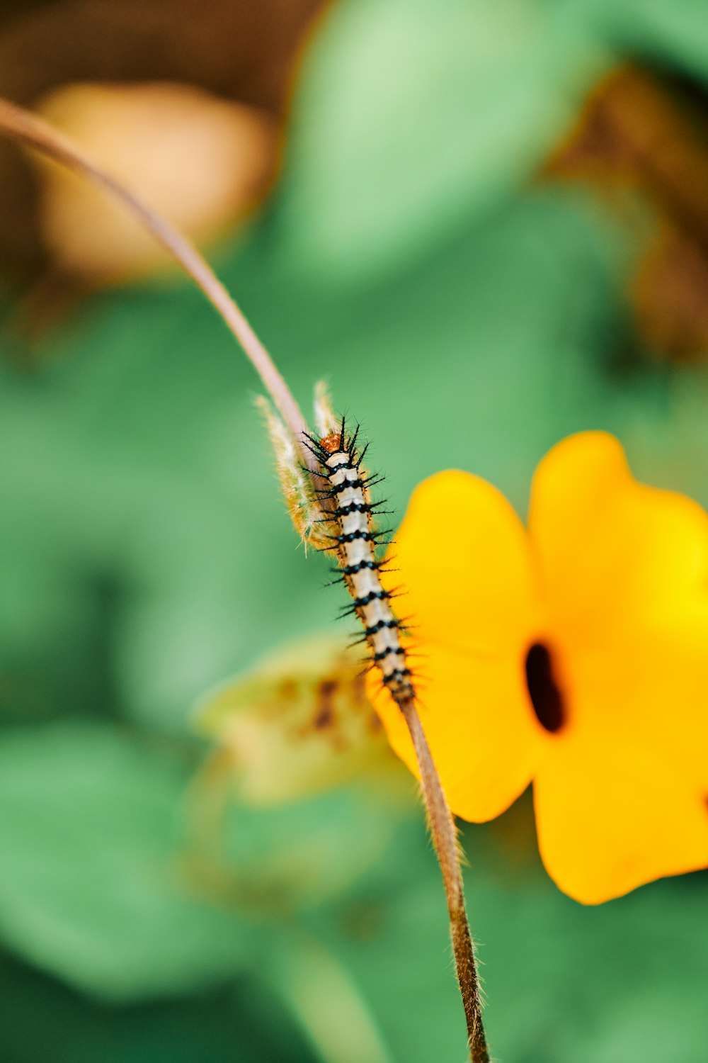 brown and black caterpillar on yellow flower