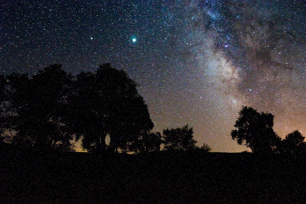 silhouette of trees under starry night