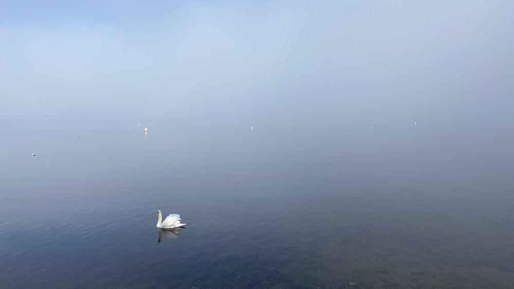 white swan on body of water during daytime