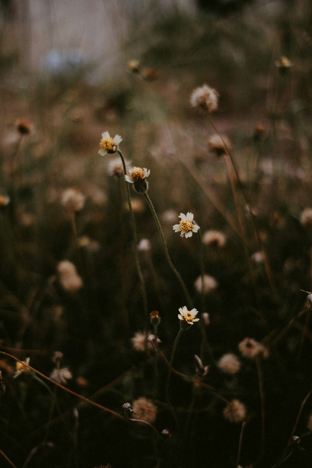 Flores blancas en lente de cambio de inclinación