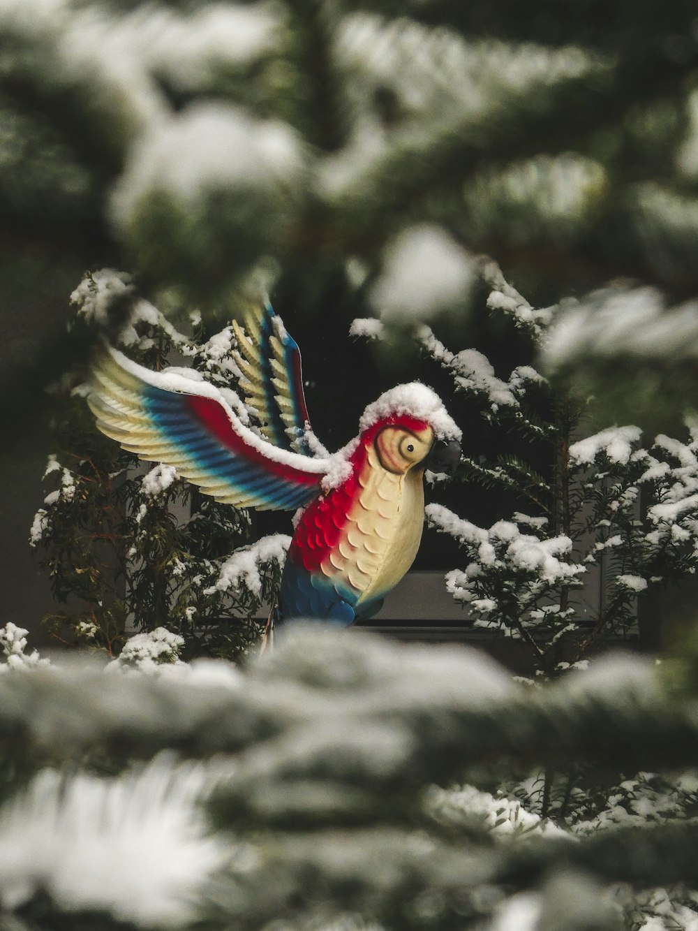 blue yellow and red bird on snow covered ground
