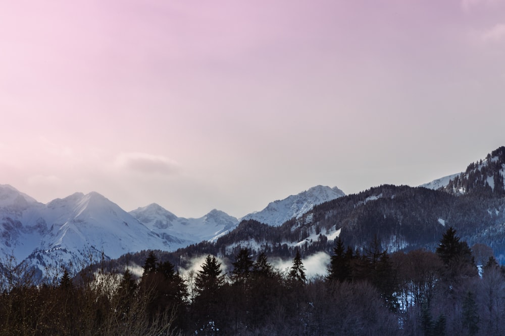 green trees near snow covered mountain during daytime