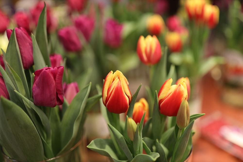 yellow and red tulips in bloom during daytime