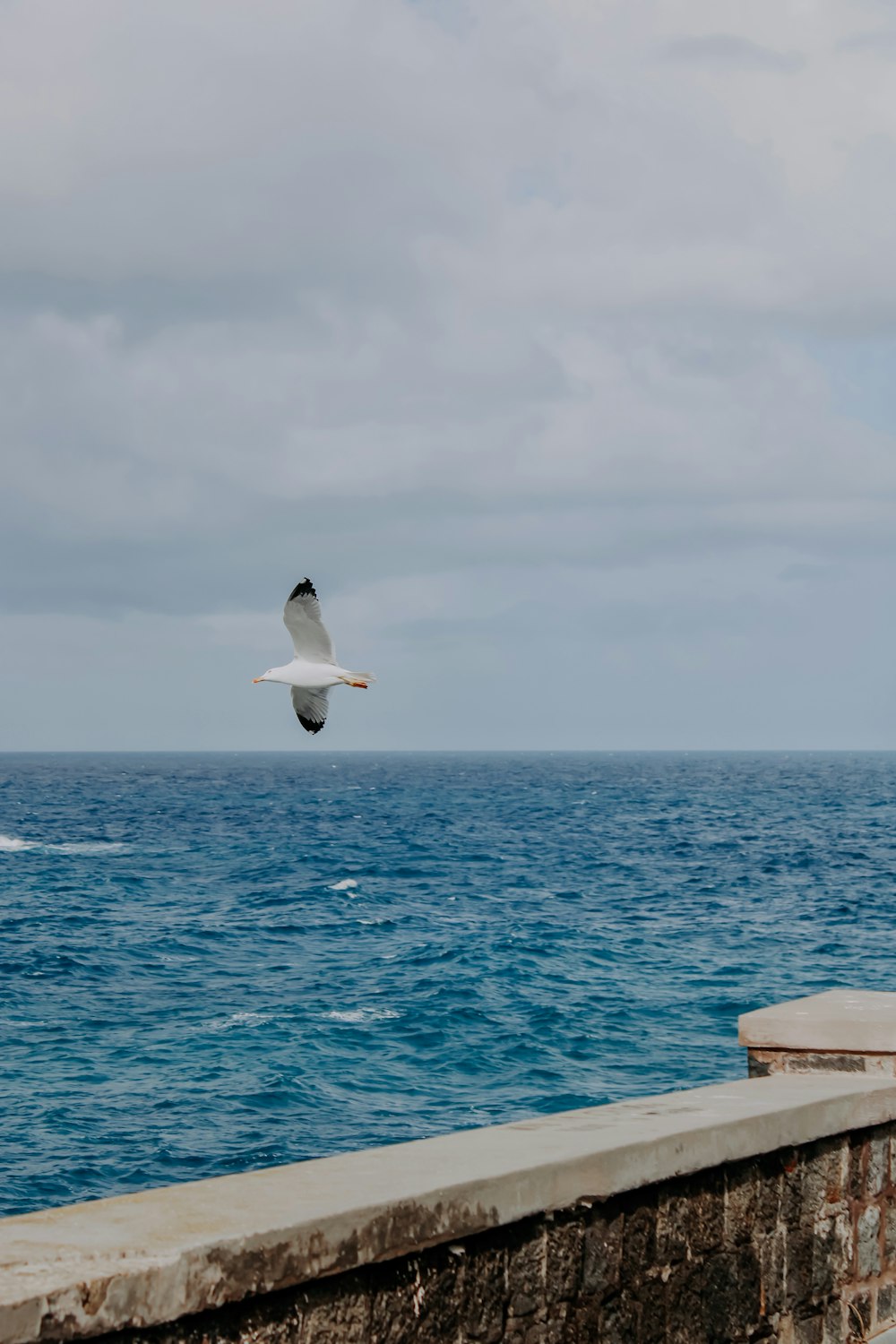 white bird flying over the sea during daytime