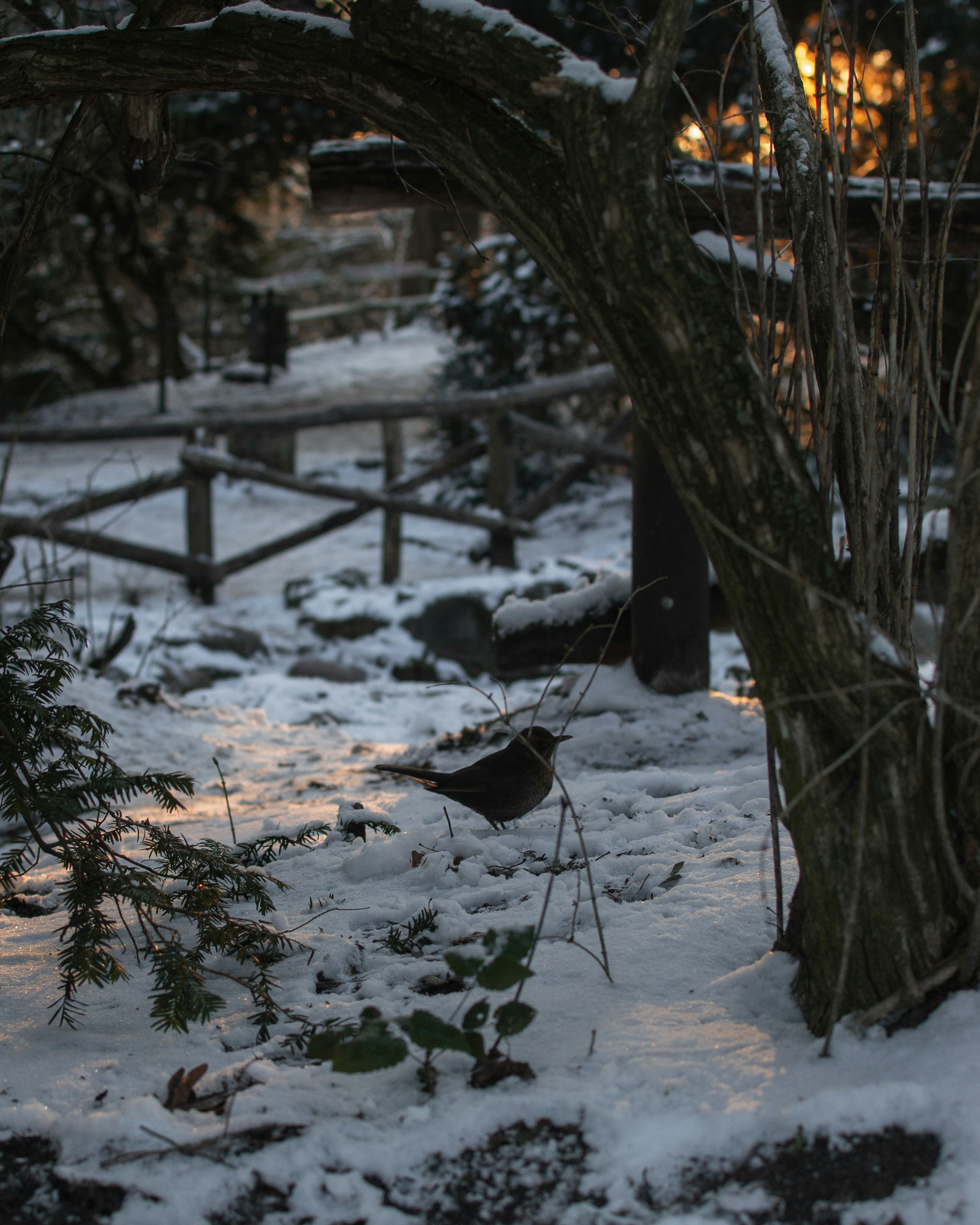 Photo by luca_severin