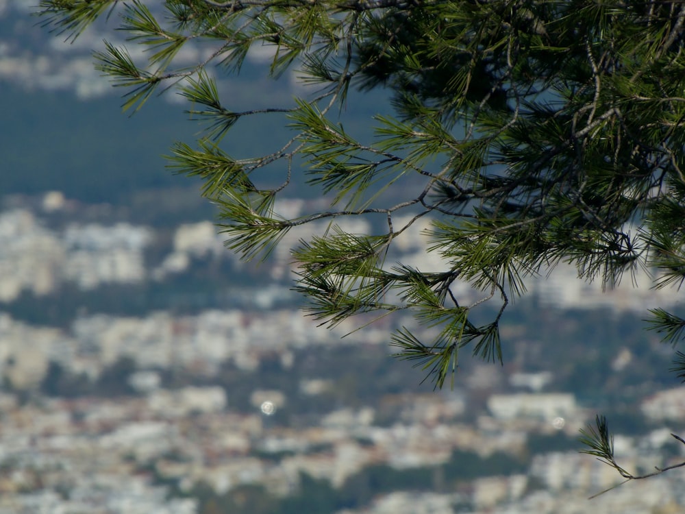 green tree in tilt shift lens