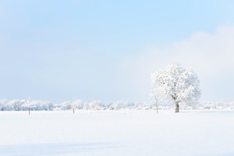 white tree on snow covered ground during daytime