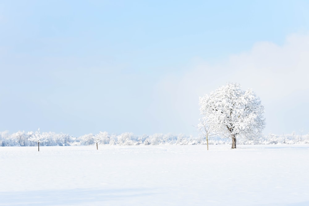 昼間は雪に覆われた地面に白い木