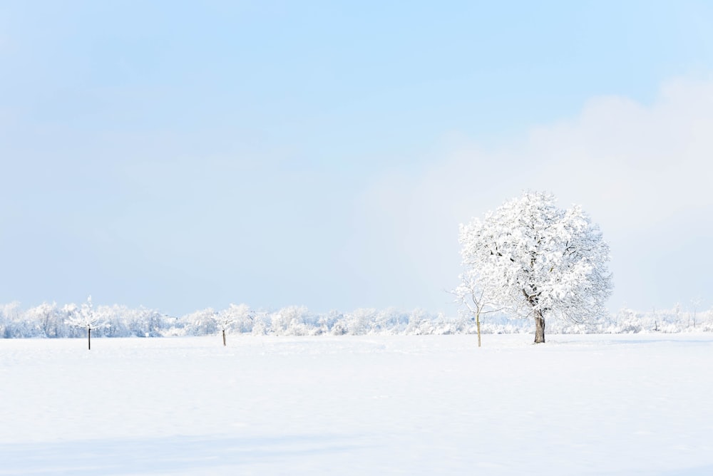 albero bianco su terreno innevato durante il giorno