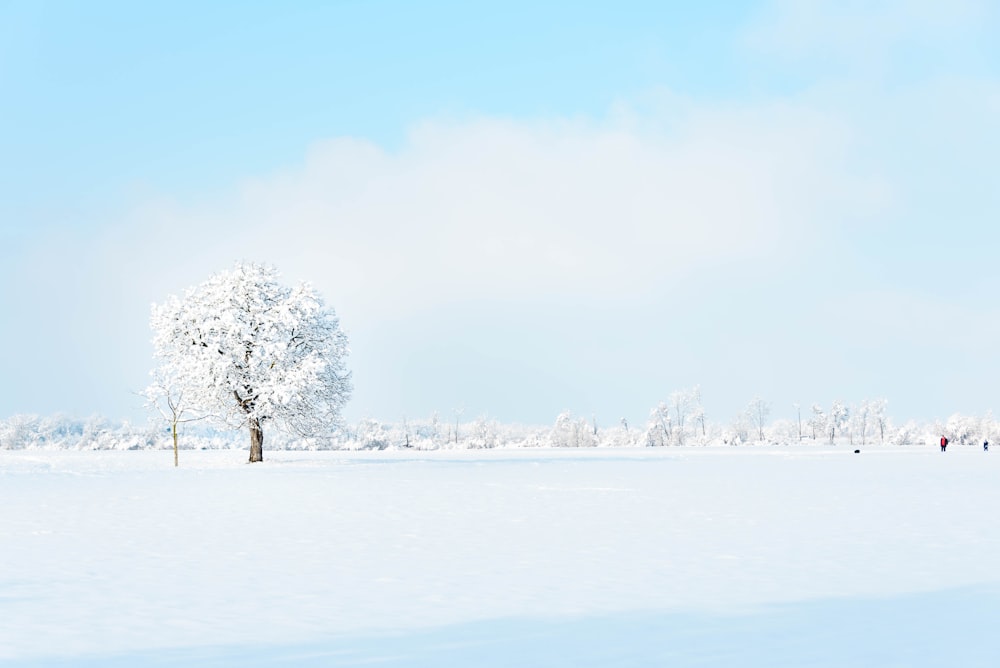 snow covered trees during daytime