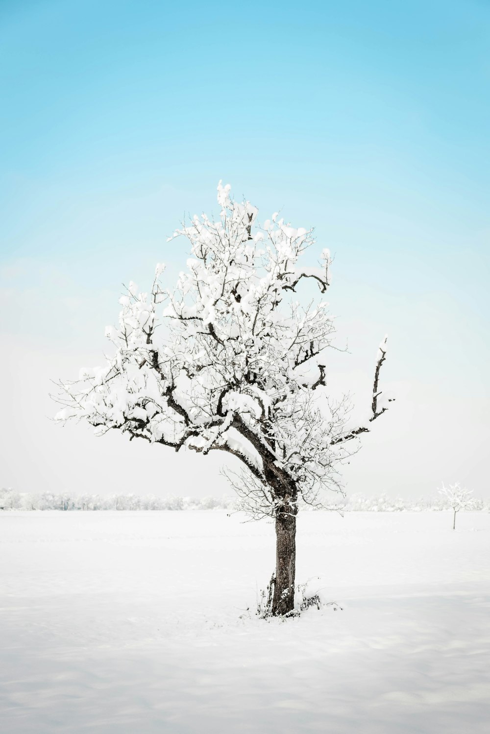 white tree on snow covered ground during daytime