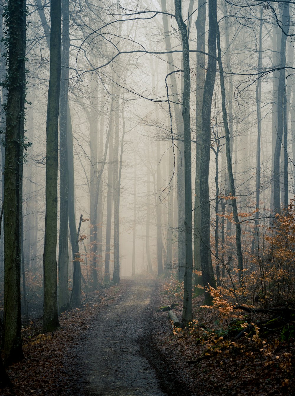 bare trees on forest during daytime