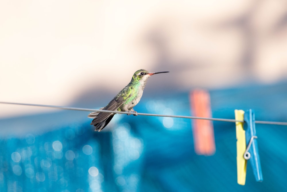 green and brown humming bird