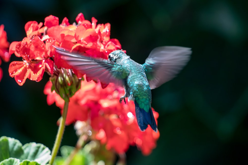 green and black humming bird flying over red flowers