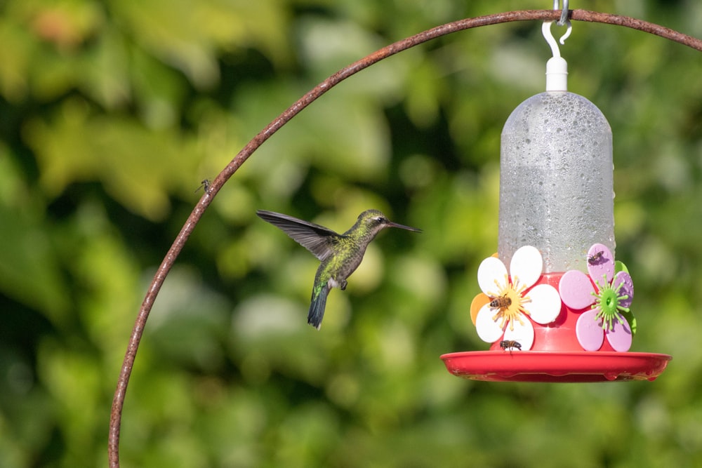 green and gray humming bird on red round plastic container