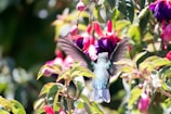 Colorful hummingbirds hovering near native flowers in the dry tropical forest.