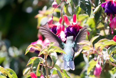 A vibrant hummingbird hovering near a bright flower in a lush green reserve.