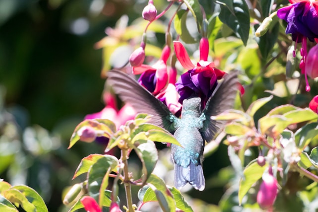 A close-up of a colorful hummingbird hovering near bright tropical flowers in Roxborough Nature Park