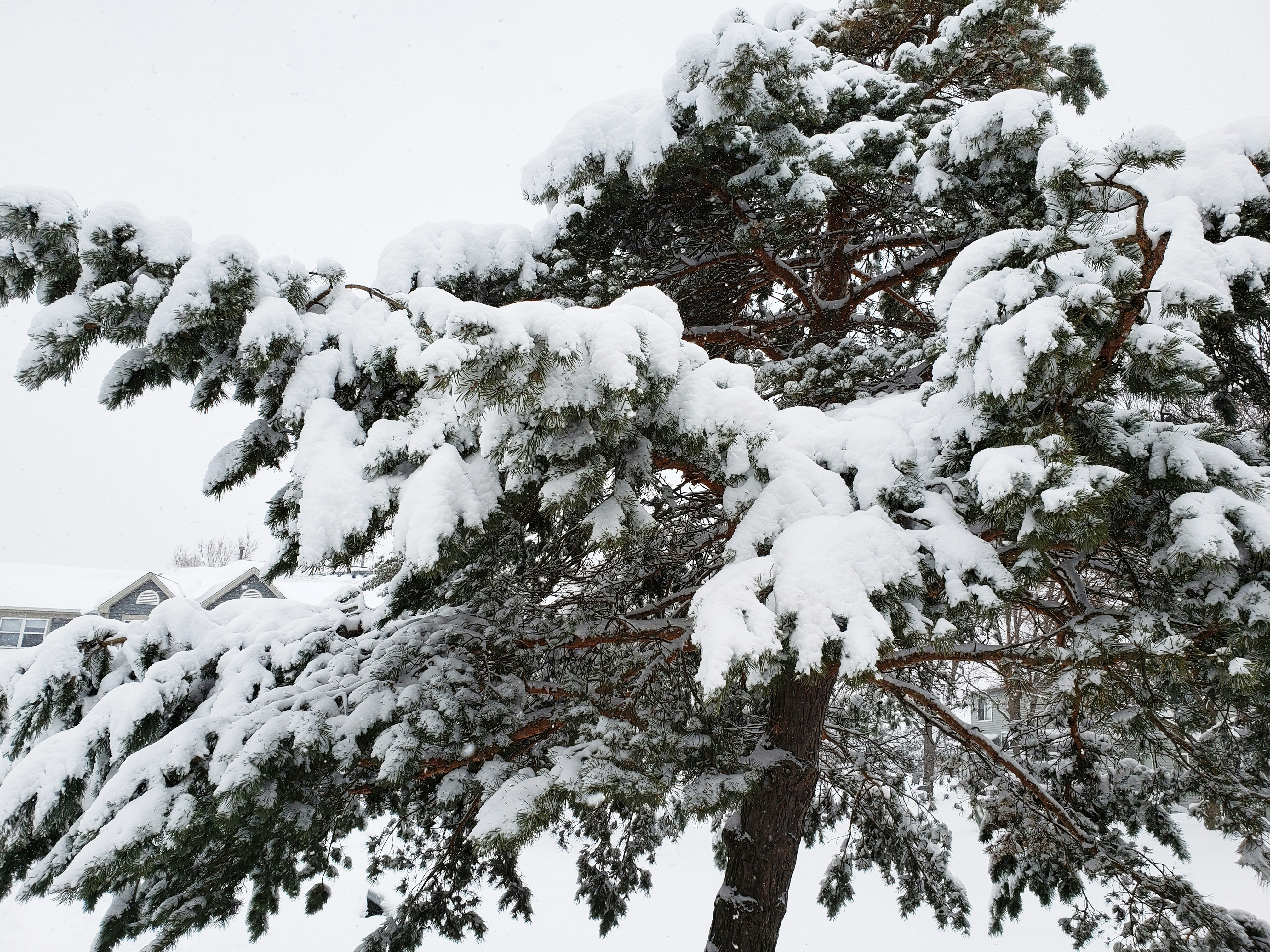 Premium Cut Nordmann Fir 4.5 feet / 137cm