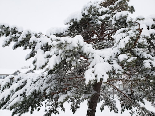 A serene winter scene with a decorated Christmas tree.