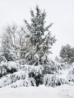 A large evergreen tree heavily coated with snow stands prominently amidst a winter landscape. The scene is dominated by the dense branches of the tree, which are laden with fluffy white snow, creating a classic winter wonderland effect. Sparse branches from a nearby deciduous tree can be seen in the background, along with a few more evergreen trees.