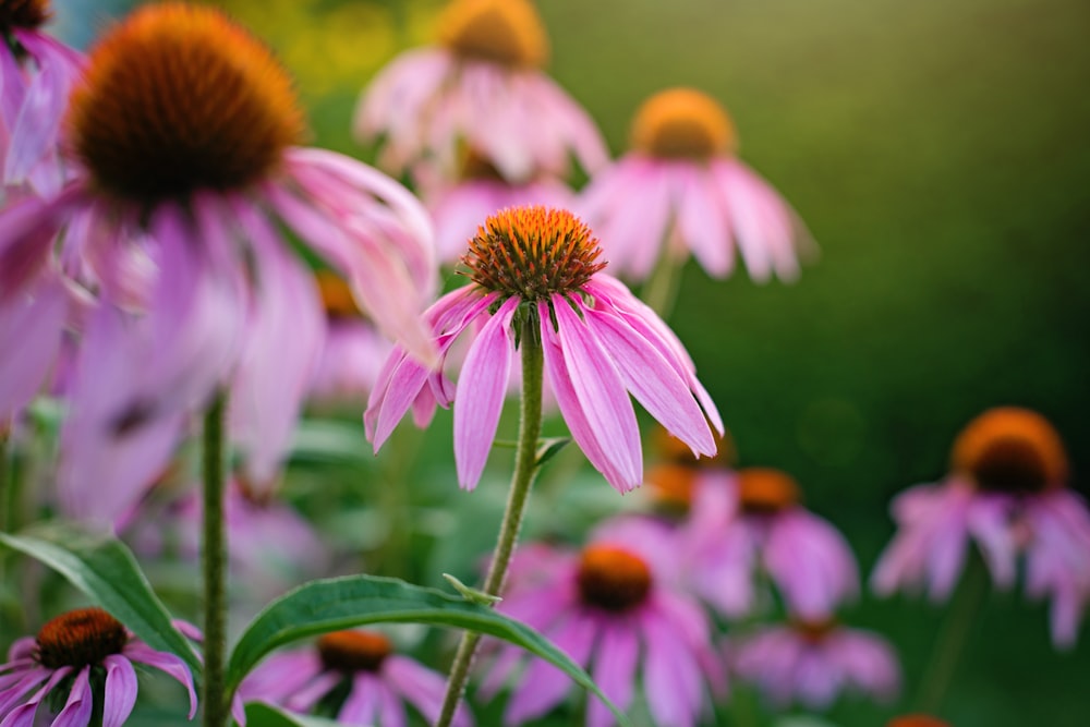 pink and white flower in tilt shift lens