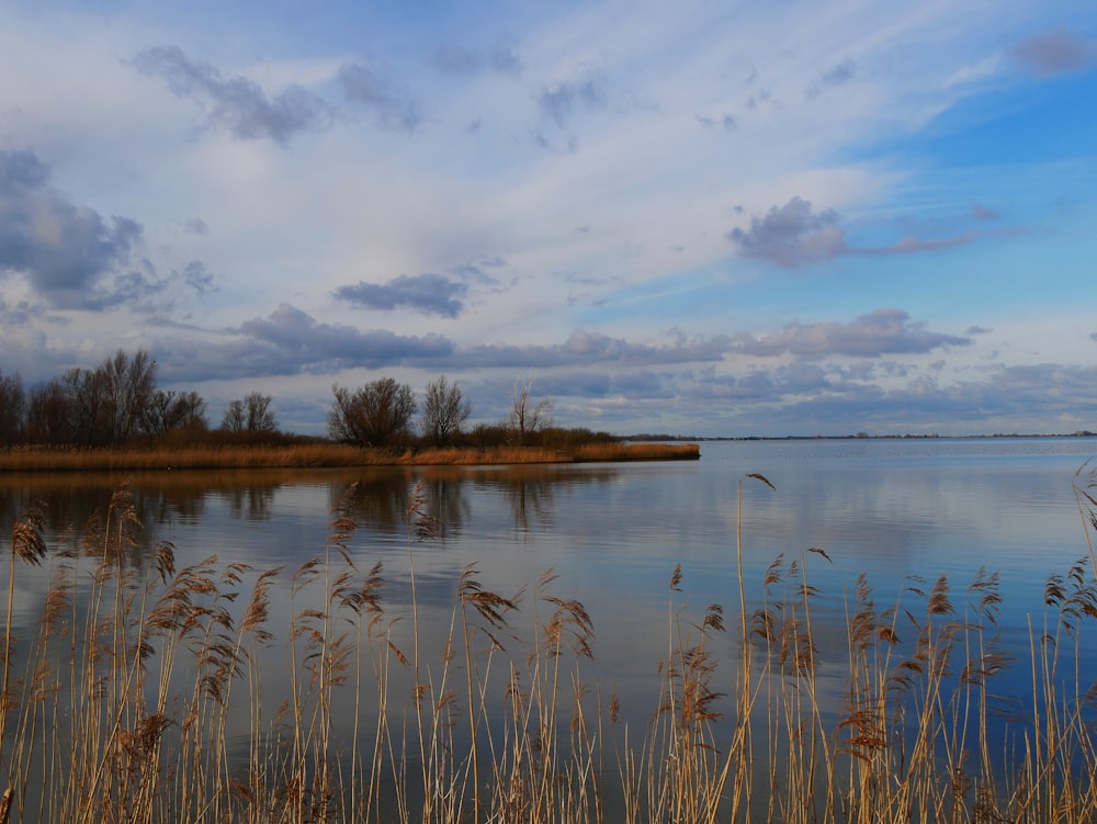 brown grass on lake under white clouds and blue sky during daytime