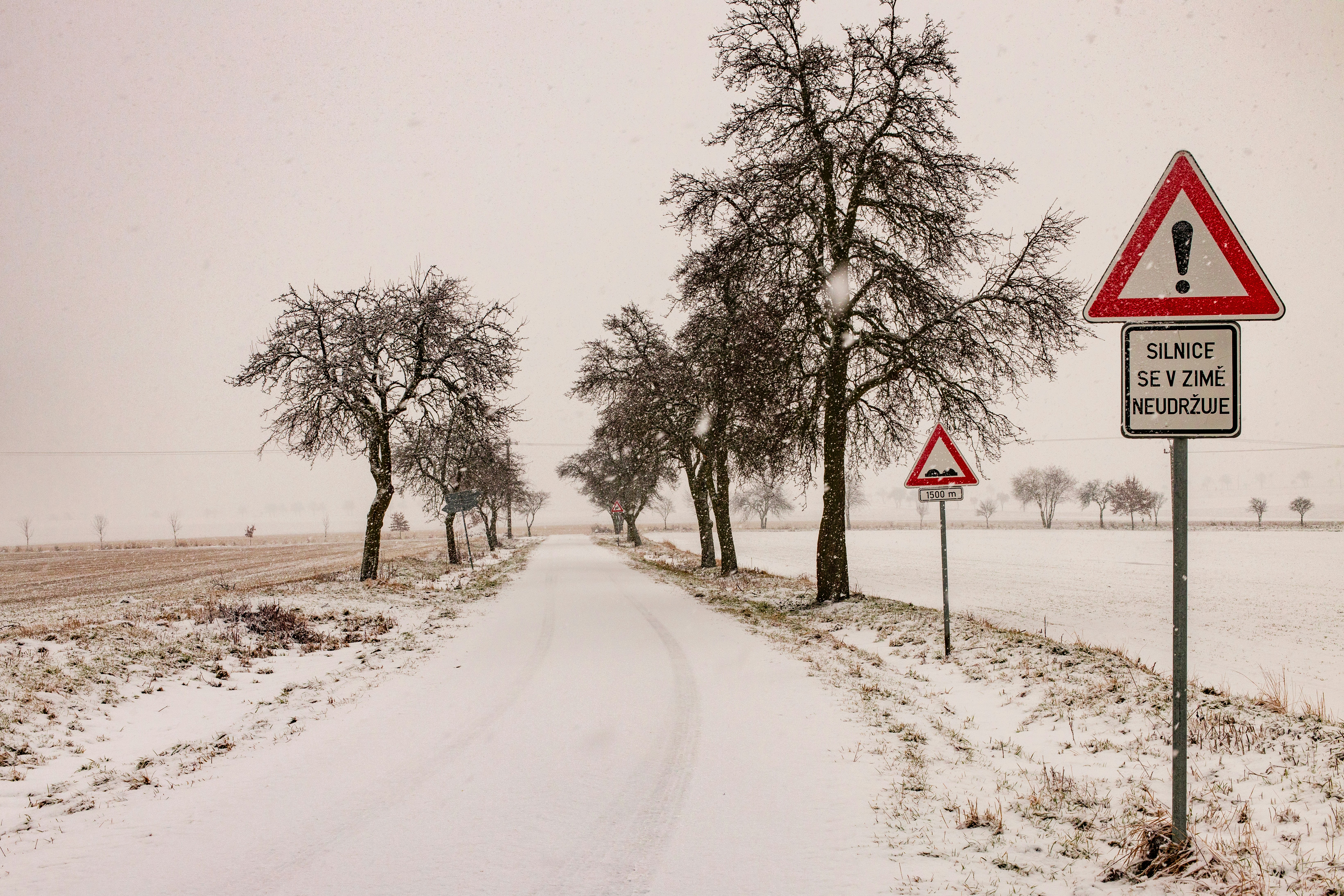 snow covered road between trees during daytime
